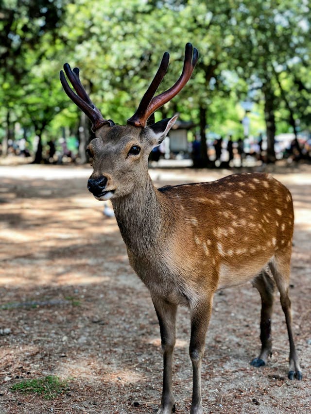 Nara